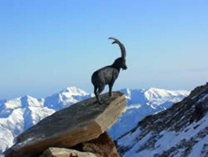 gran_paradiso_stambecco